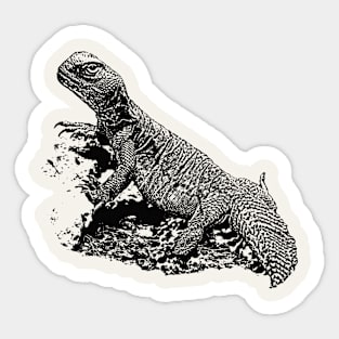 Spiny-tailed lizard Sticker